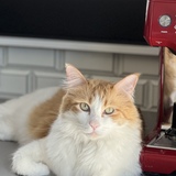 Entry image for Bowie