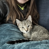 Entry image for Wrigley (originally named Sage)