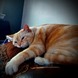 Entry image for HAMISH