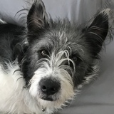 Entry image for Milo