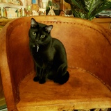 Entry image for Zlo Peralez