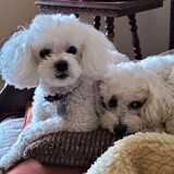 Entry image for Zoey & Ginger