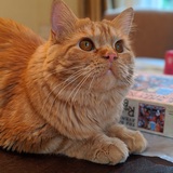 Entry image for Tiger