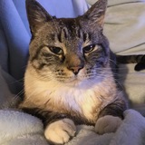 Entry image for Diego