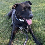 Entry image for Abby