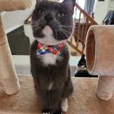 Entry image for Lemmy