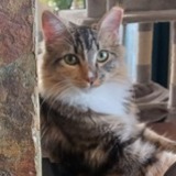 Entry image for Zephyr