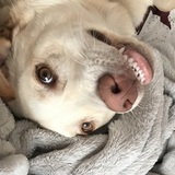 Entry image for Bailey