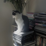 Entry image for Maxwell