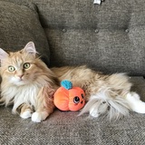 Entry image for Ollie