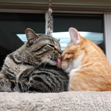 Entry image for Milo & Pumpkin