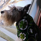 Entry image for Bella