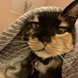 Entry image for Smudge