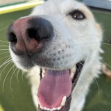 Entry image for Unknown