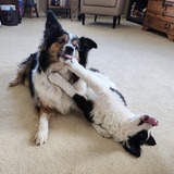 Entry image for Lexi & Winter