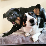 Entry image for Queenie, the corgi and Sebastian the pug mix