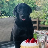 Entry image for Moose