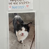 Entry image for Winston (aka Taco)