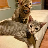 Entry image for Parker & Pickles 