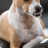 Entry image for Mr. Chews