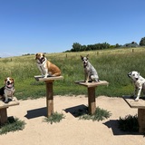 Entry image for Remington (far left), Benelli, Milani, Leina (far right)