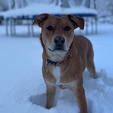 Entry image for Nala