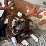 Entry image for Steiglitz