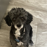 Entry image for Shadow 