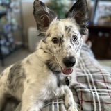 Entry image for Turbo