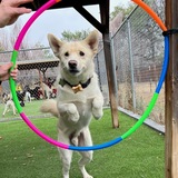 Entry image for Igloo