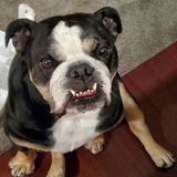 Entry image for Mugsy