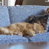 Entry image for Chester