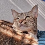 Entry image for Luna