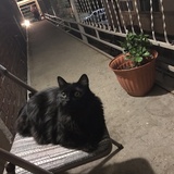 Entry image for Casanova