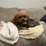 Entry image for Bear and Cleo