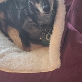 Entry image for Gretta