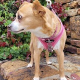 Entry image for Nala