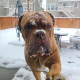 Entry image for Bella Stella Two Toez Carpenter