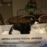 Entry image for Ali MacGraw 