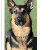 Entry image for Buddy