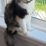 Entry image for Skalli Rae