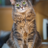 Entry image for Journey