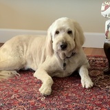 Entry image for Louie