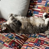 Entry image for Stripey