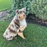 Entry image for Rhett