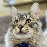 Entry image for Mulligan