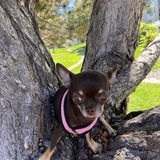 Entry image for Pepper