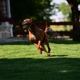 Entry image for Harry