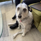 Entry image for Pearl