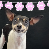 Entry image for Daisy